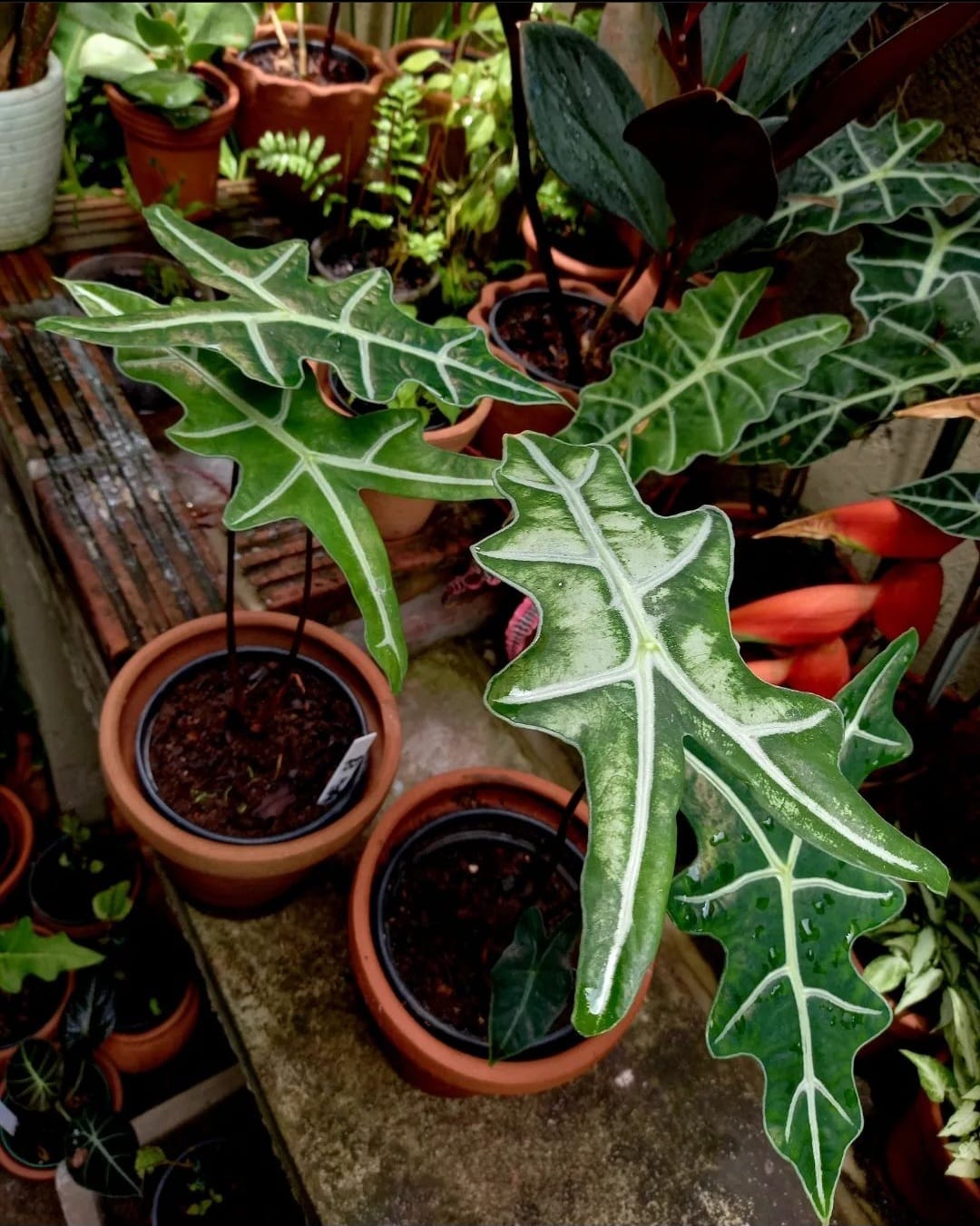 Alocasia Nobilis