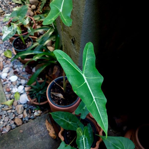 Alocasia Sarian