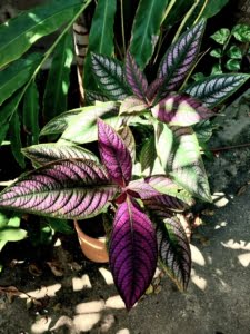 Escudo-persa – Strobilanthes dyeriana