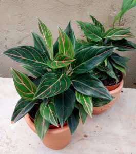 Aglaonema Rotundum