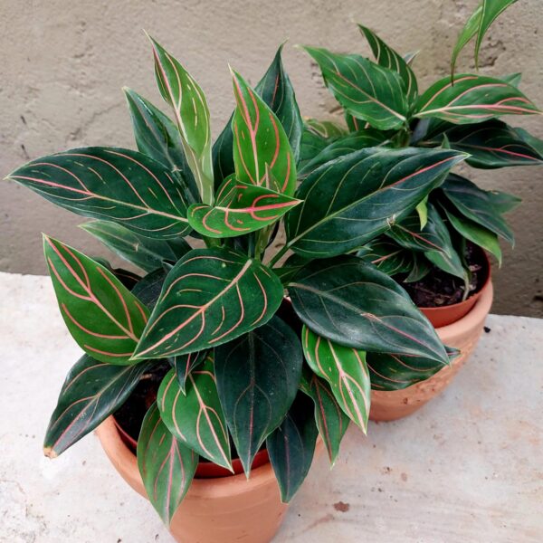 Aglaonema Rotundum