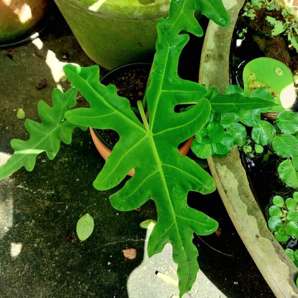 Alocasia Portei