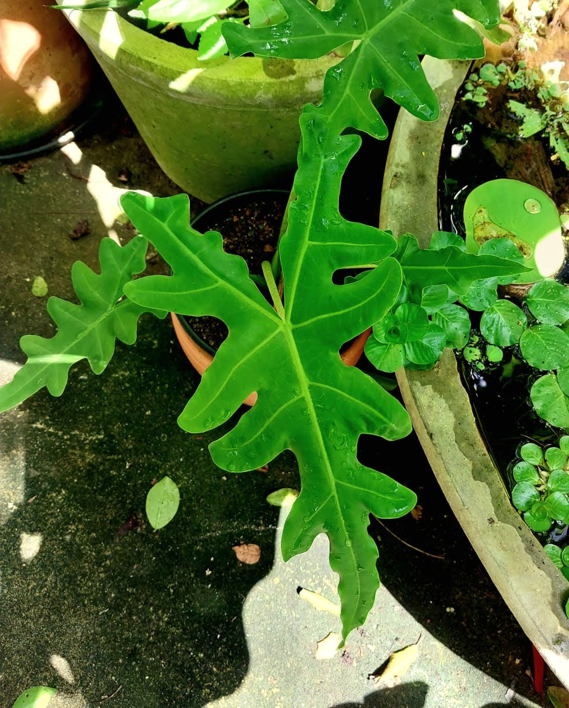 Alocasia Portei