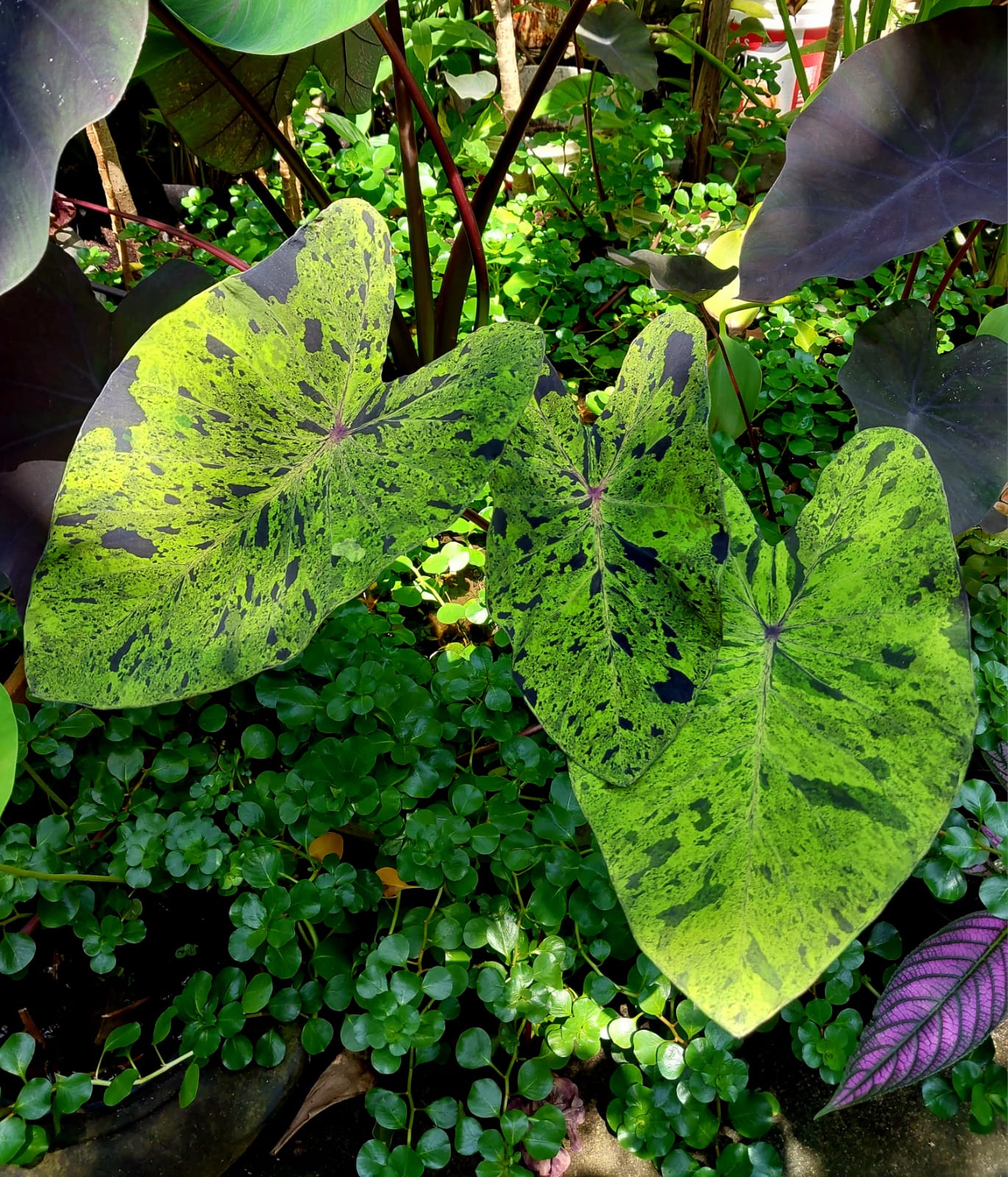 Alocasia e Calocasia