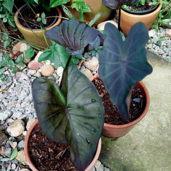 Colocasia Black swan