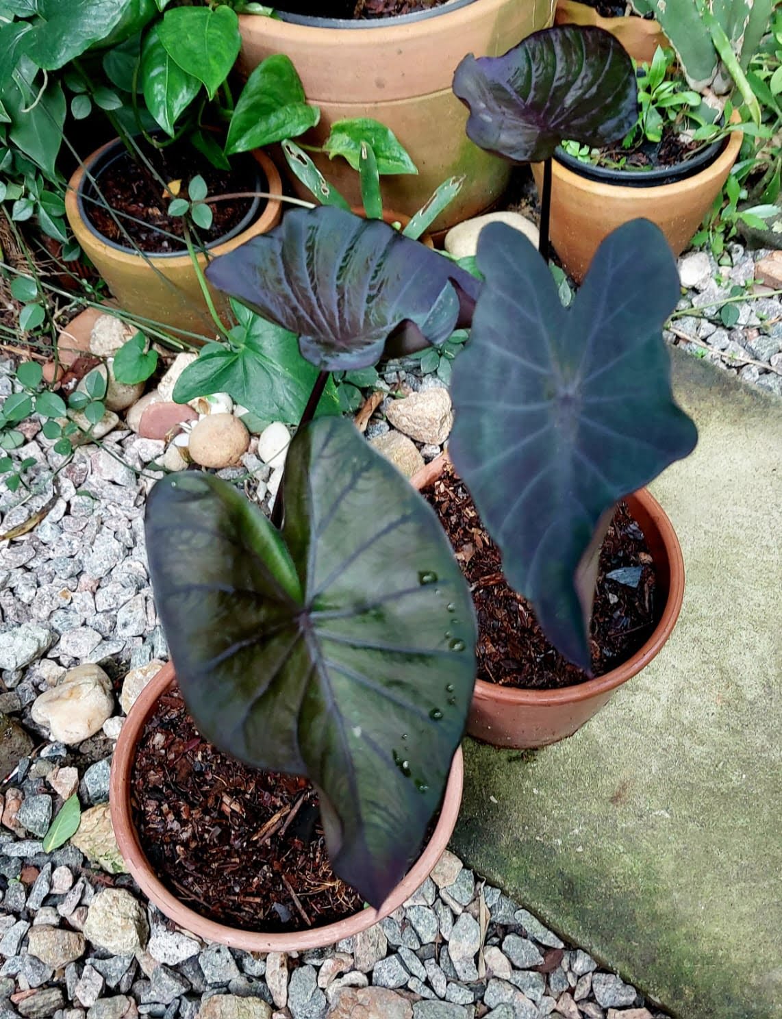 Colocasia Black swan