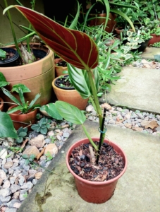 Philodendron Subhastatum 