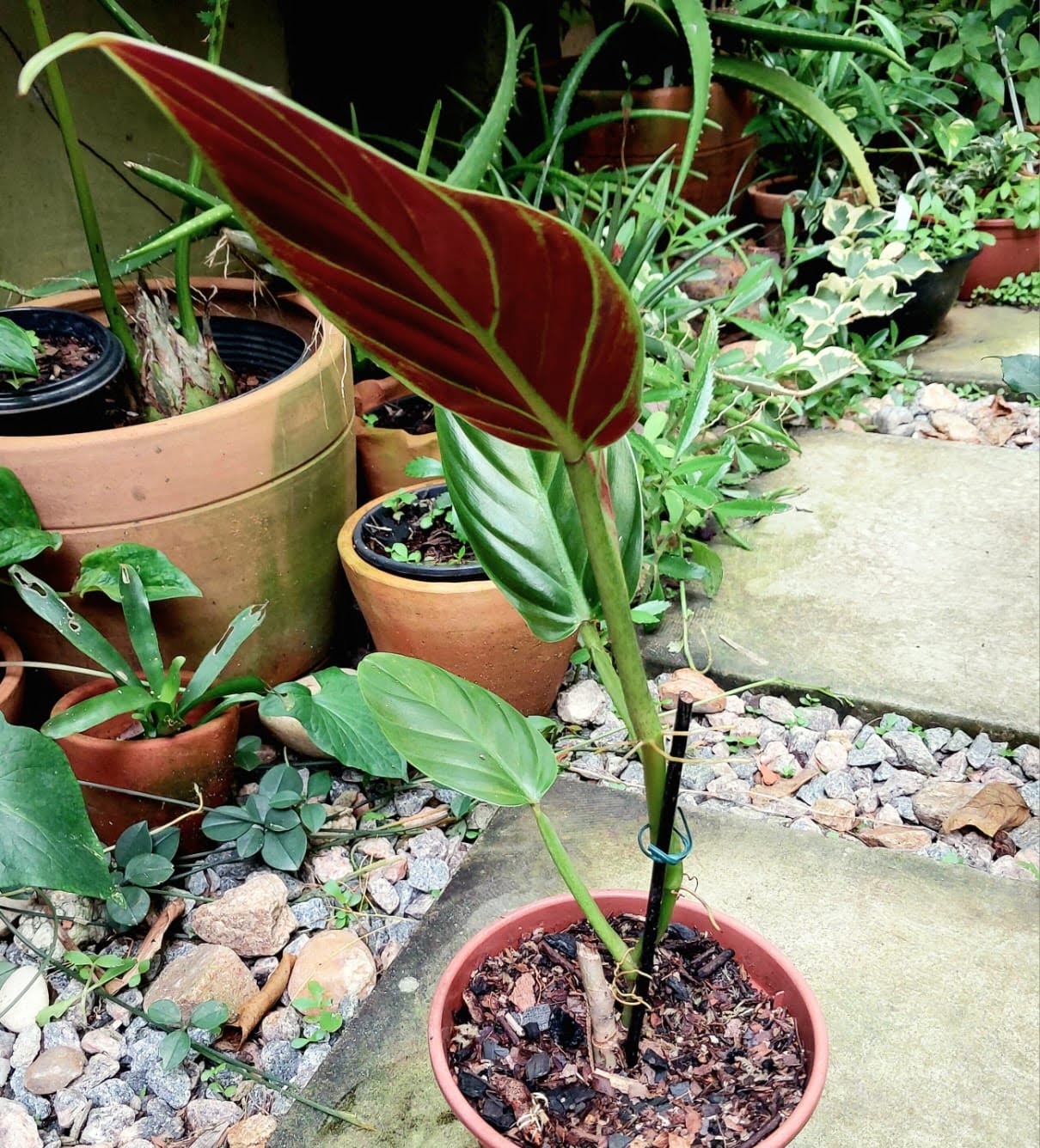 Philodendron Subhastatum