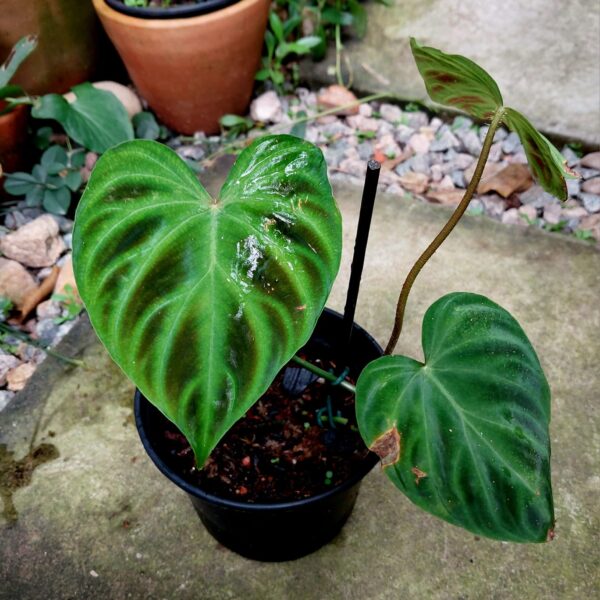 Philodendron Verrucosum