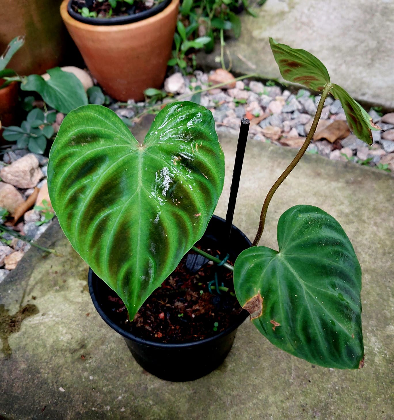 Philodendron Verrucosum