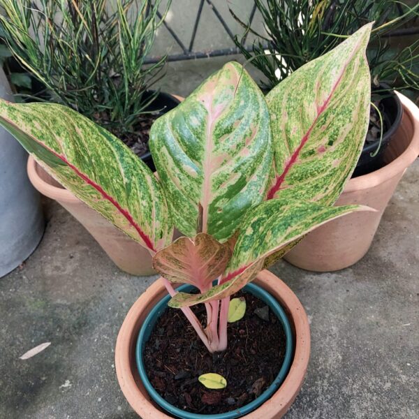 Aglaonema Green Papaya