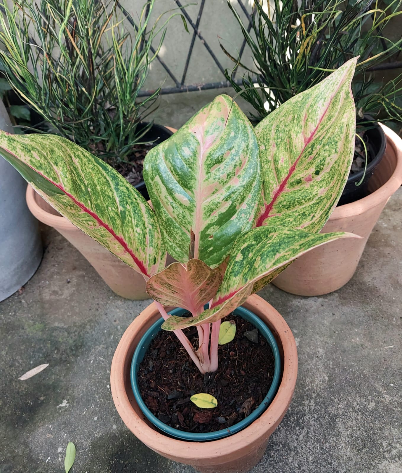 Aglaonema Green Papaya