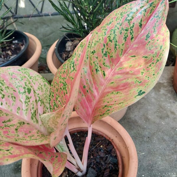 Aglaonema Kwaksup