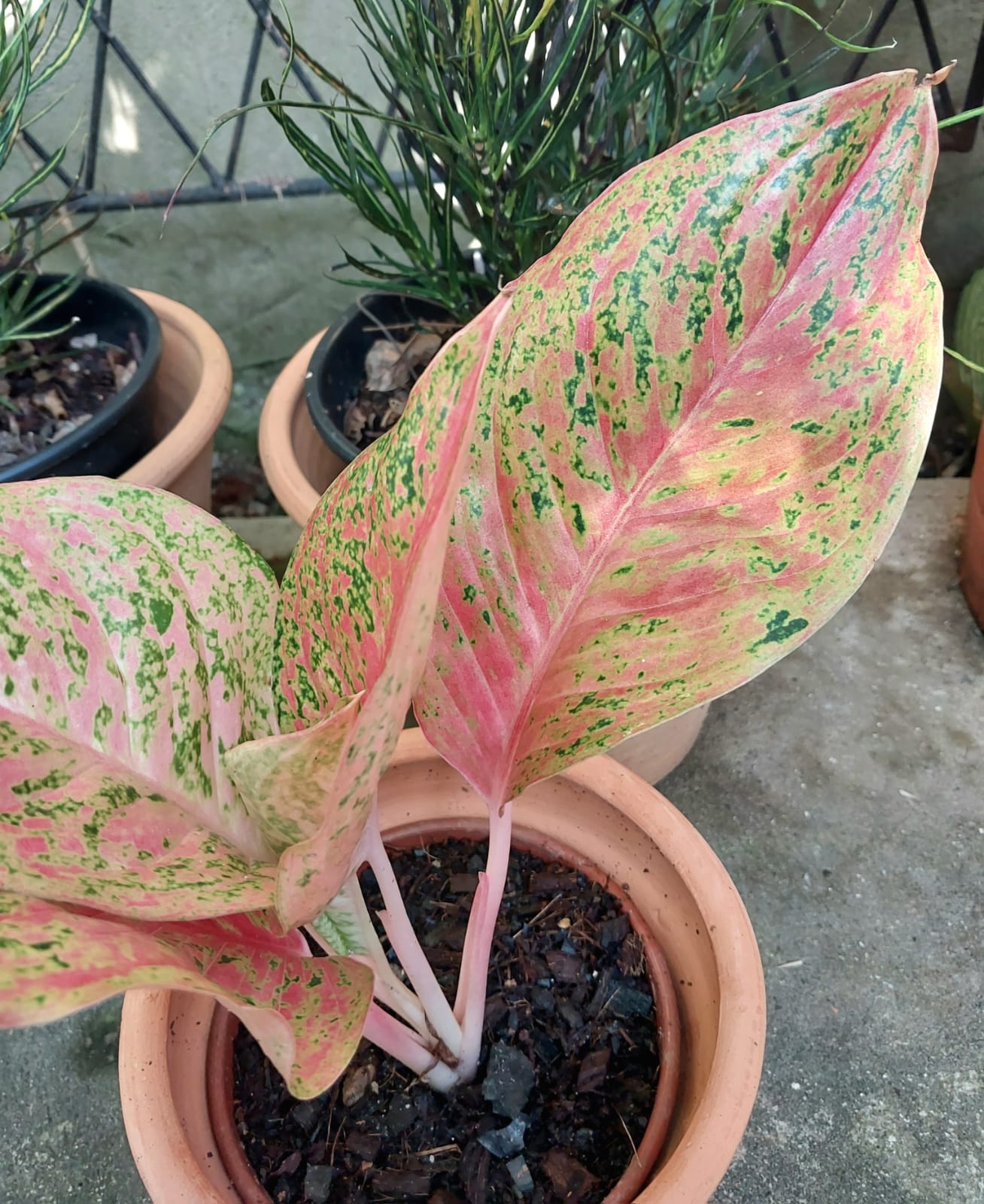 Aglaonema Kwaksup