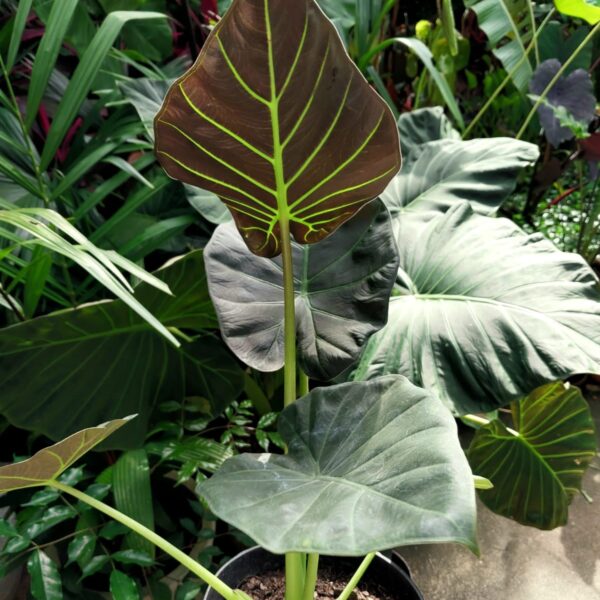 Alocasia Regal Shield