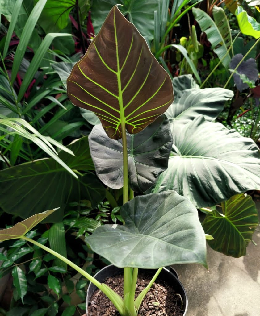 Alocasia Regal Shield CASA FLOR