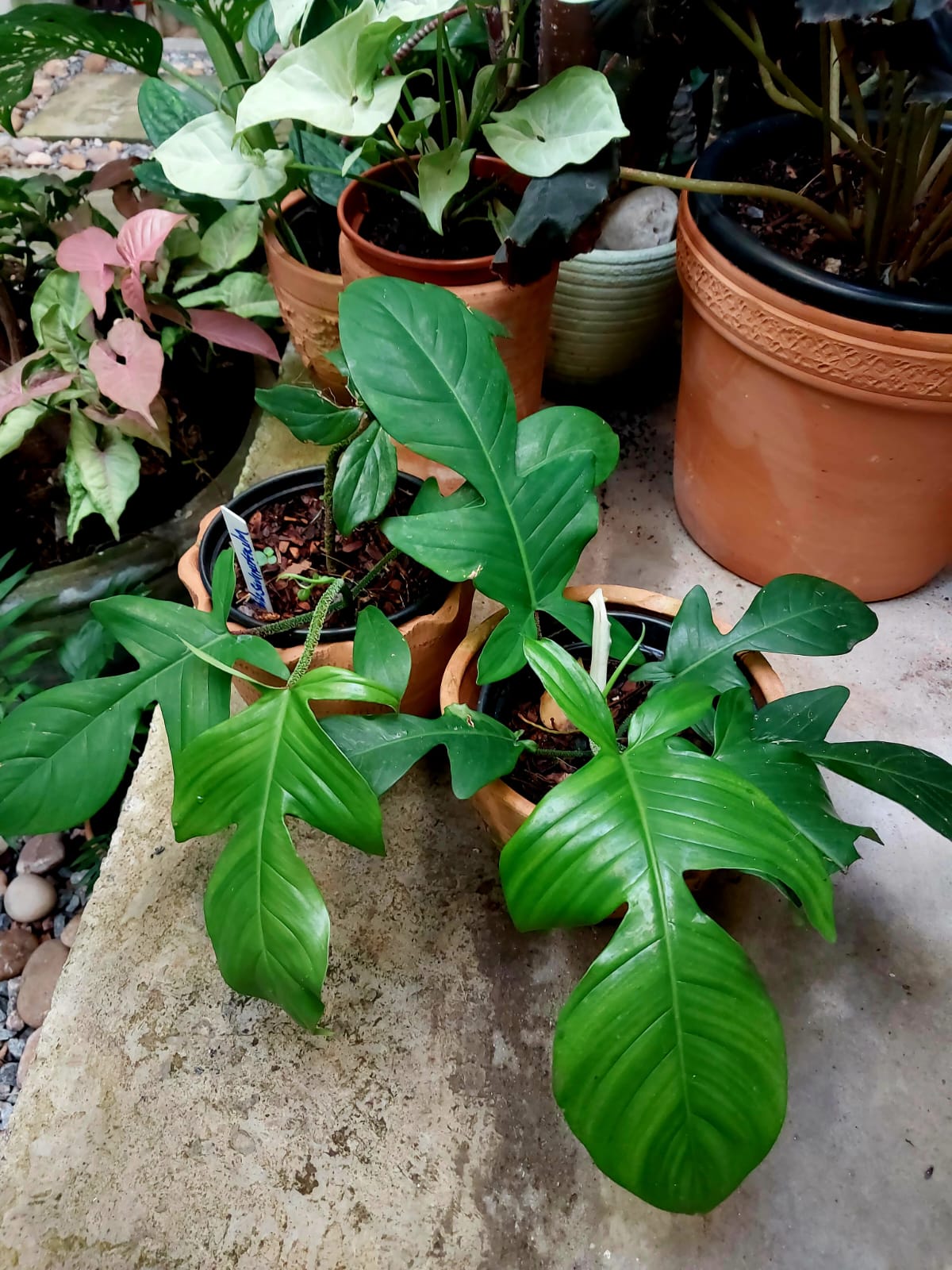 Philodendron Squamiferum