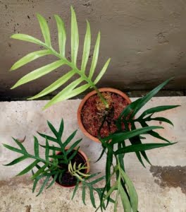 Philodendron Tortum