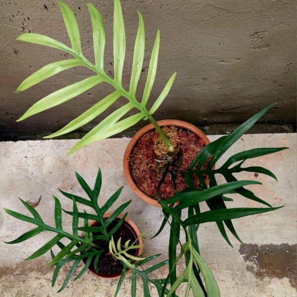 Philodendron Tortum