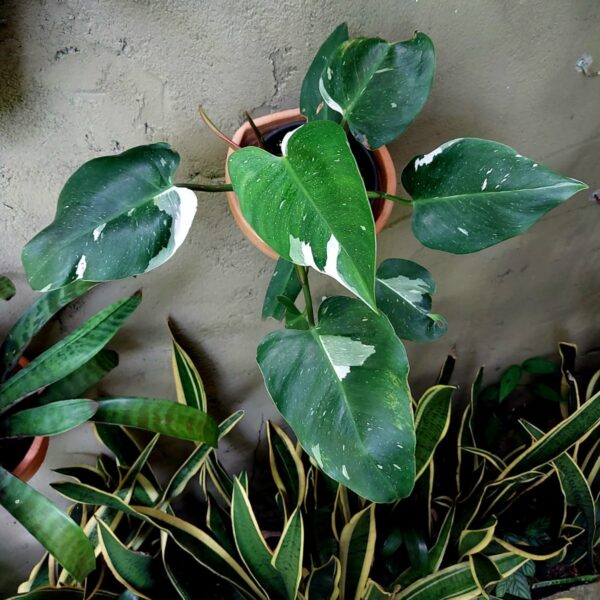 Philodendron White Princess