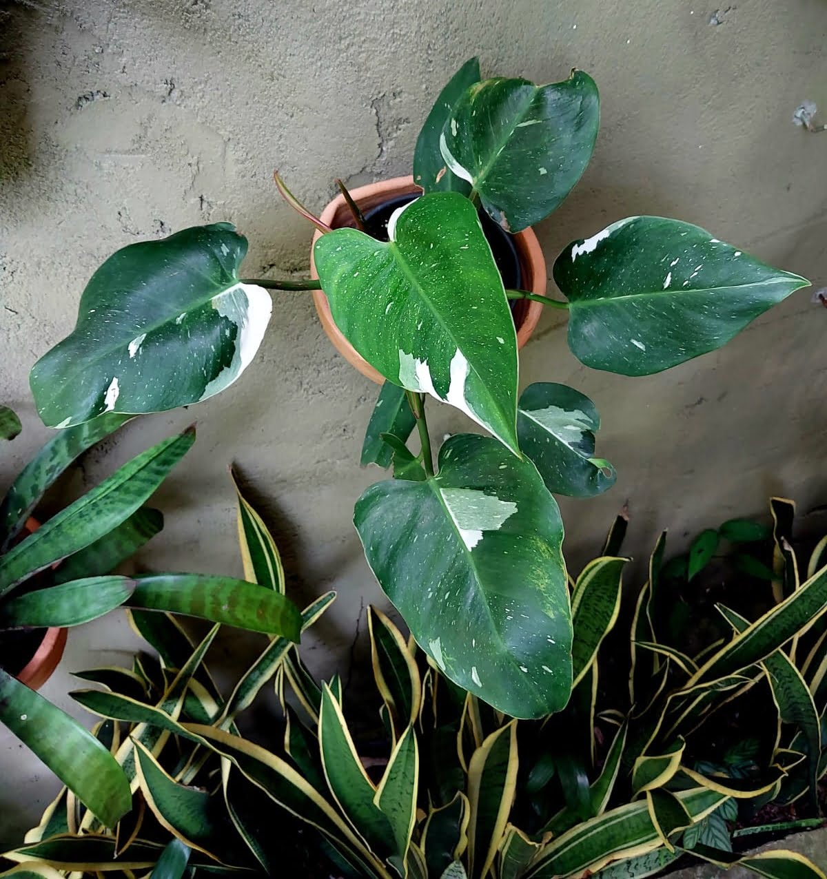 Philodendron White Princess