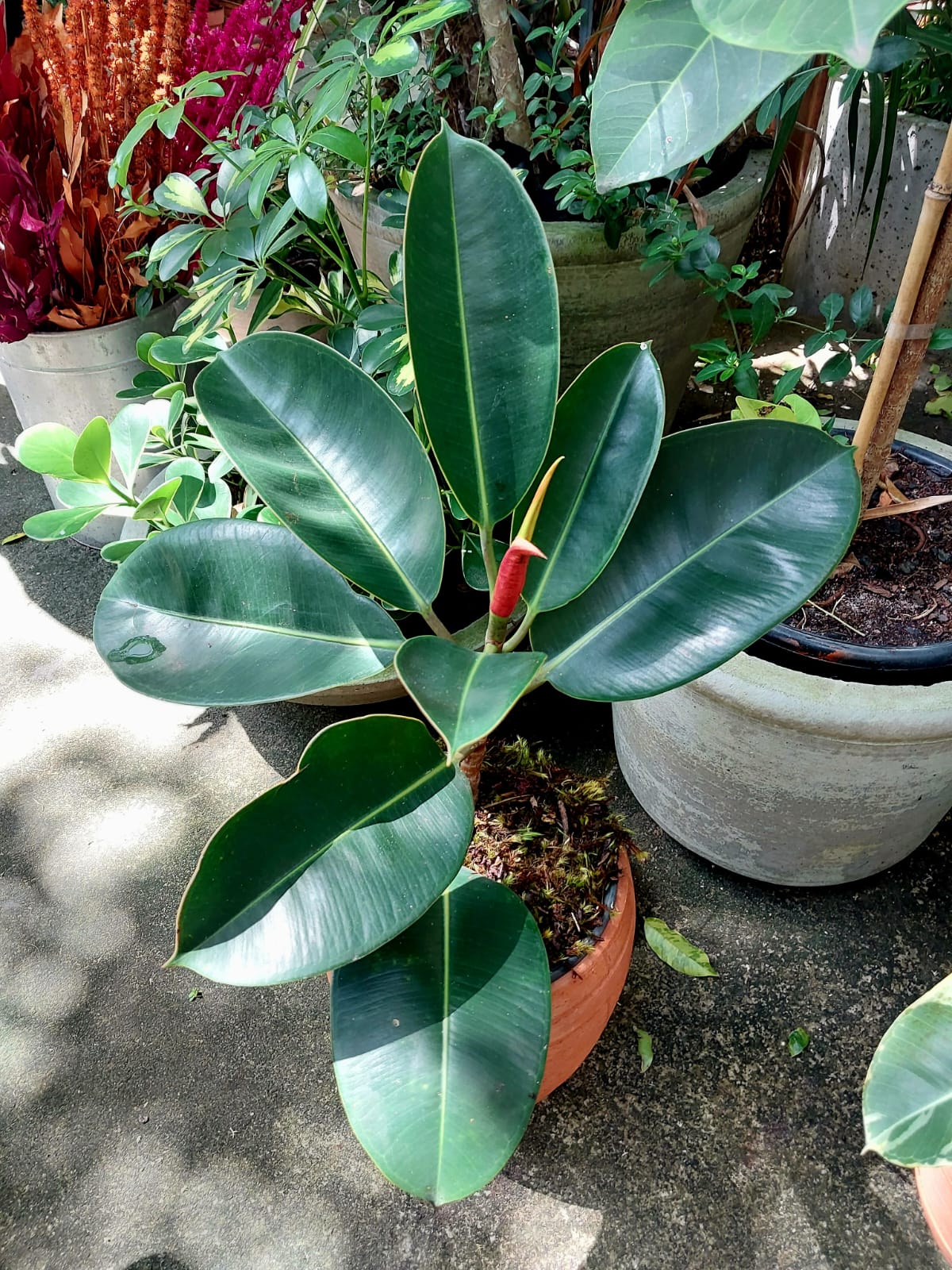 Ficus rubiginosa