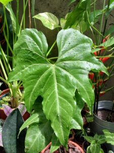 Anthurium macrolobium batman