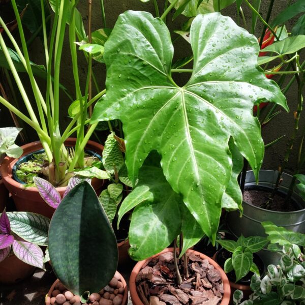 Anthurium macrolobium batman