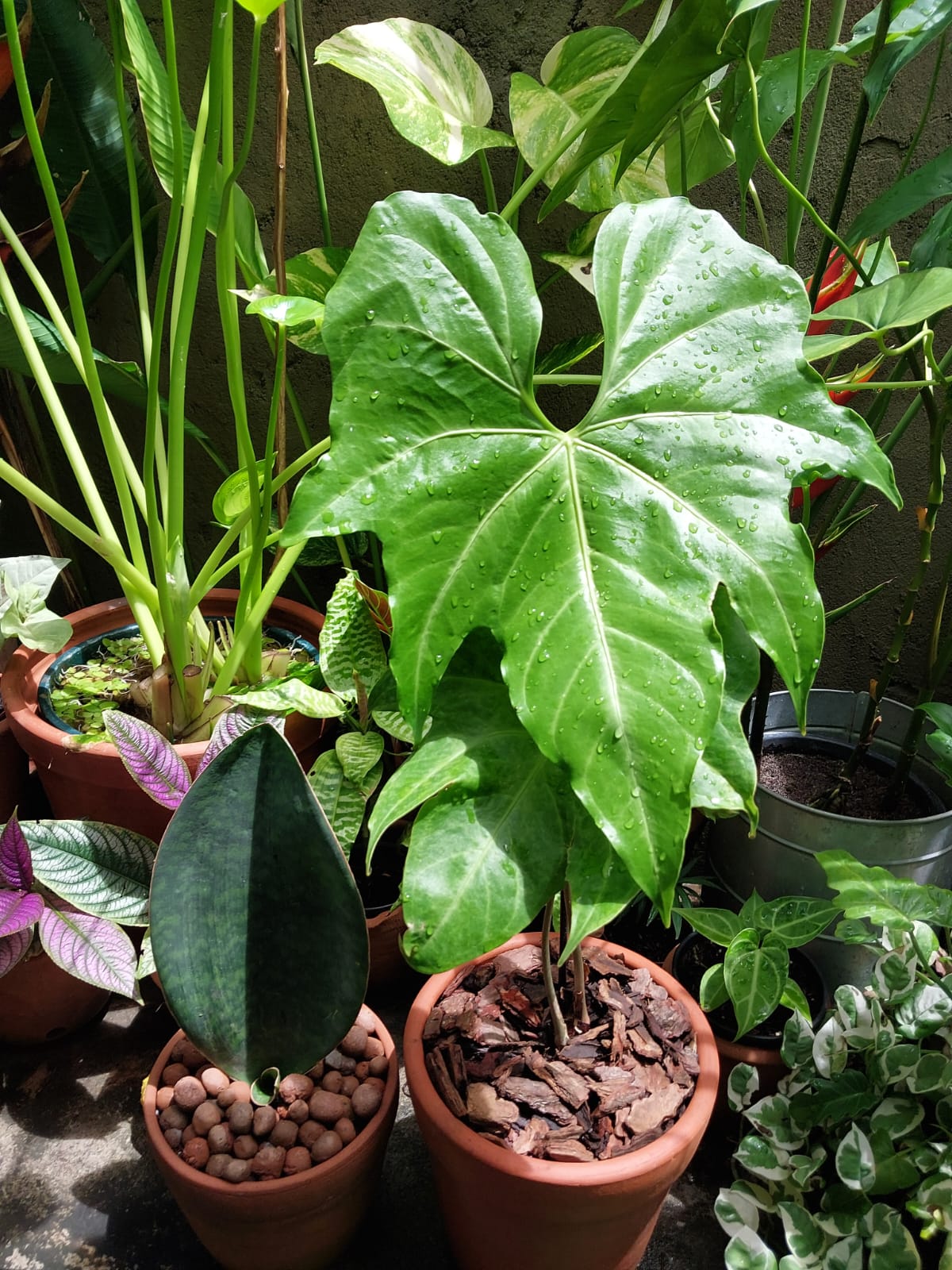 Anthurium macrolobium batman