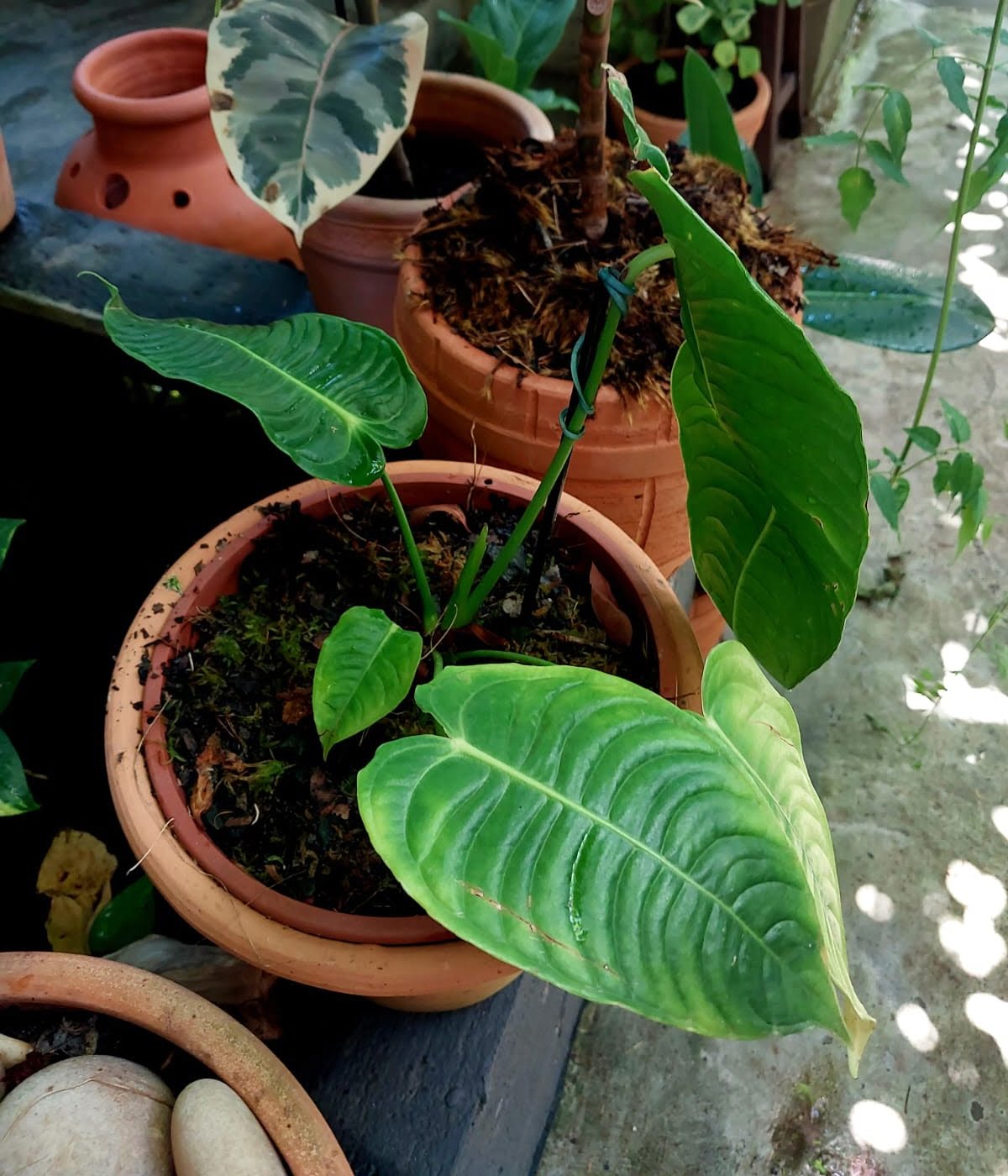 anthurium veitchii