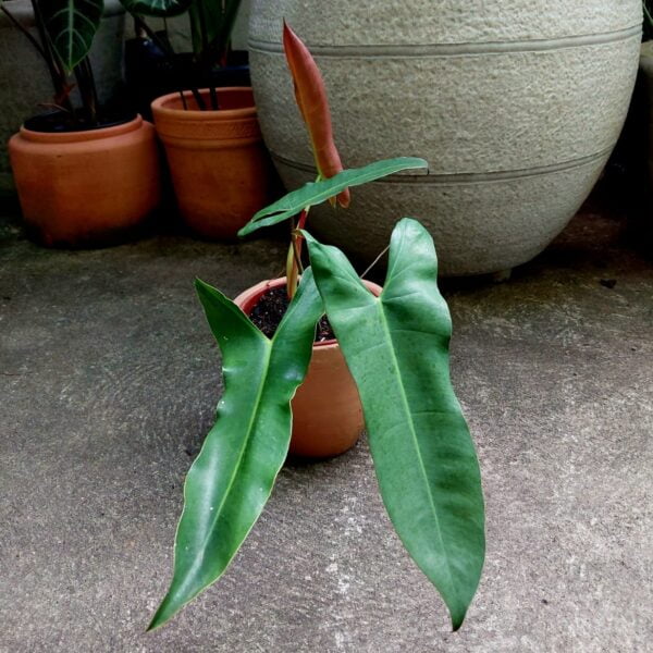 philodendron atabapoense