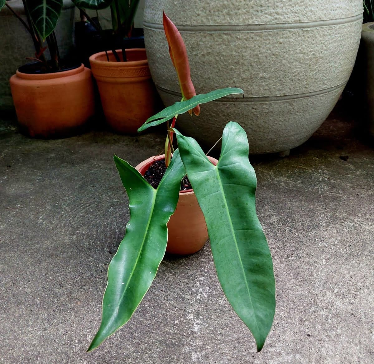 philodendron atabapoense