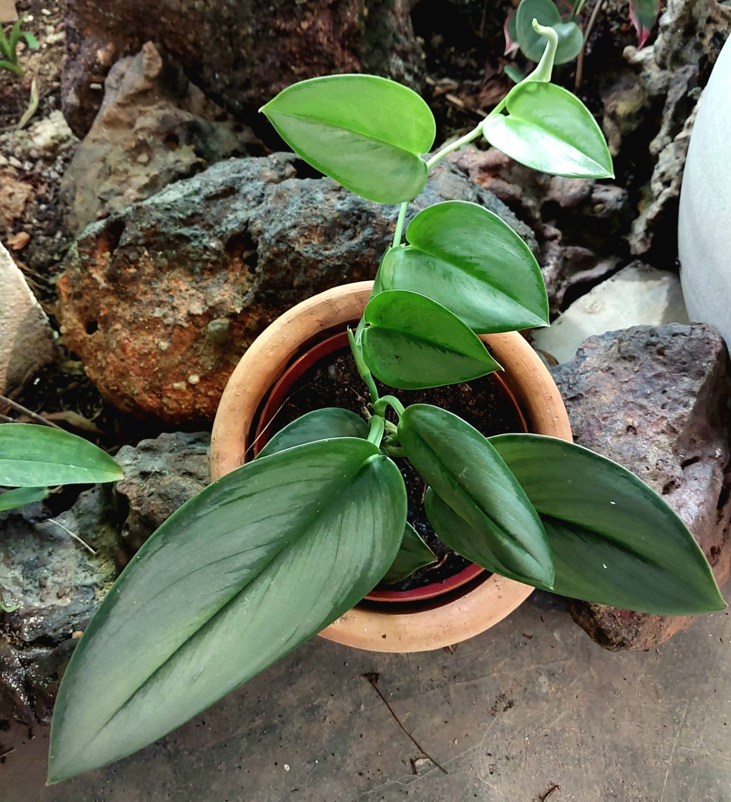 Scindapsus treubii Moonlight