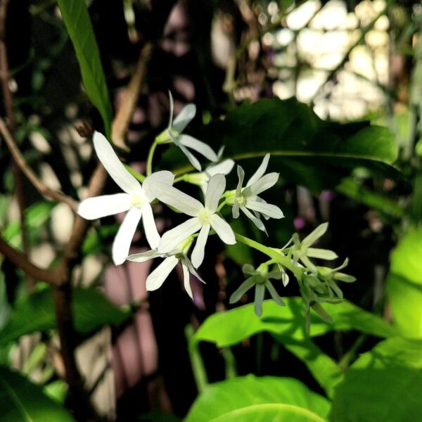 Petrea volubilis