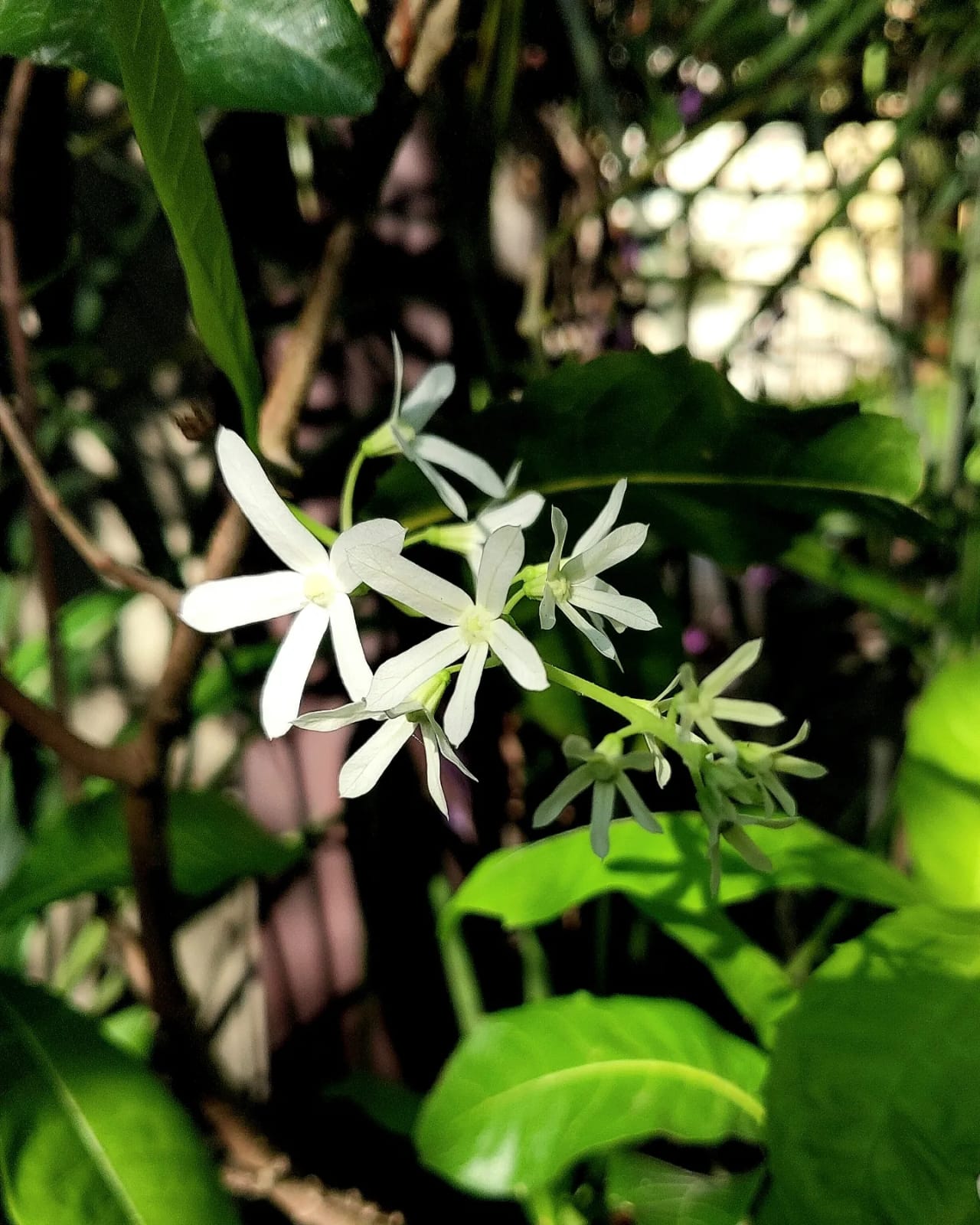 Petrea volubilis