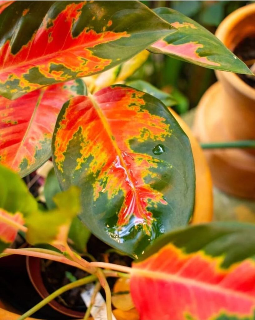 Aglaonema linda