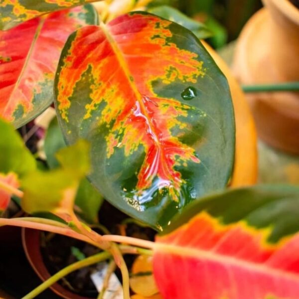 Aglaonema linda