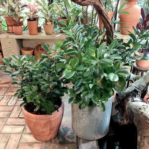 Ficus Microcarpa