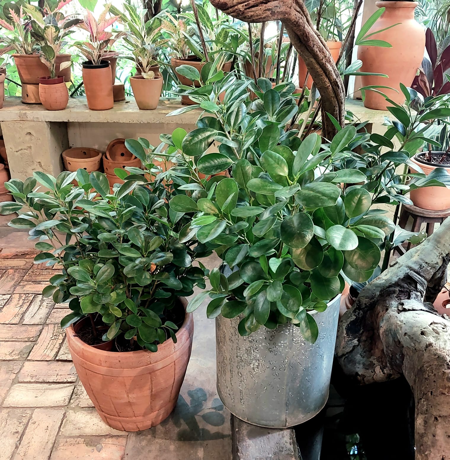 Ficus Microcarpa