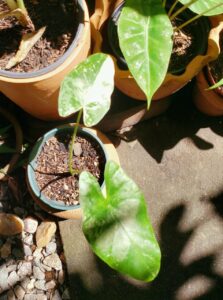 Alocasia macrorrhizos variegata muda