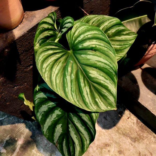 Philodendron Plowmanii