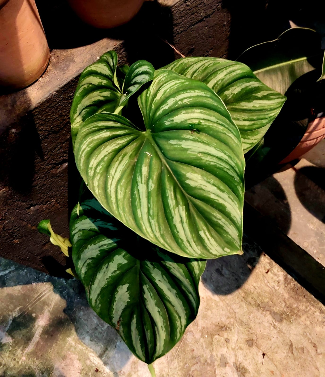 Philodendron Plowmanii