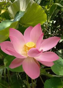 Nelumbo nucifera (Flor de Lótus)