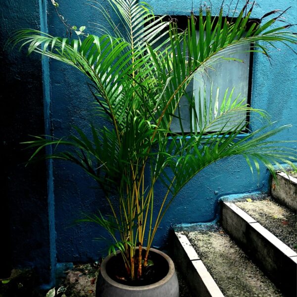 Palmeira areca bambu