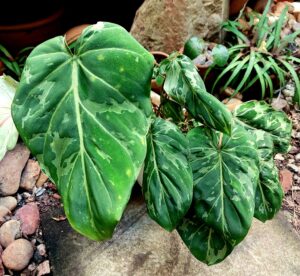 Philodendron