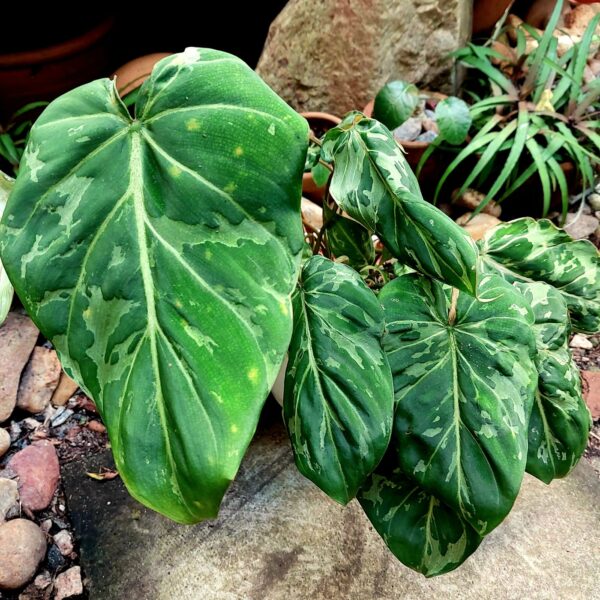 Philodendron