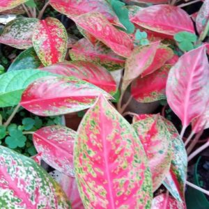 Aglaonema 