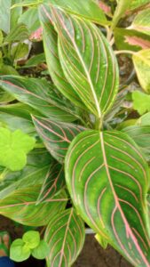 Aglaonema 