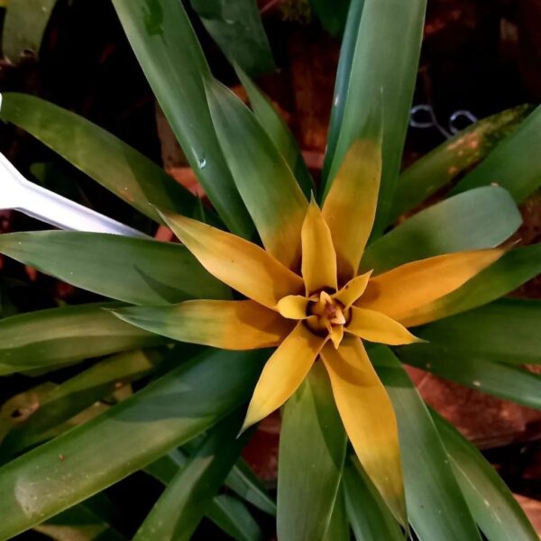 bromelia