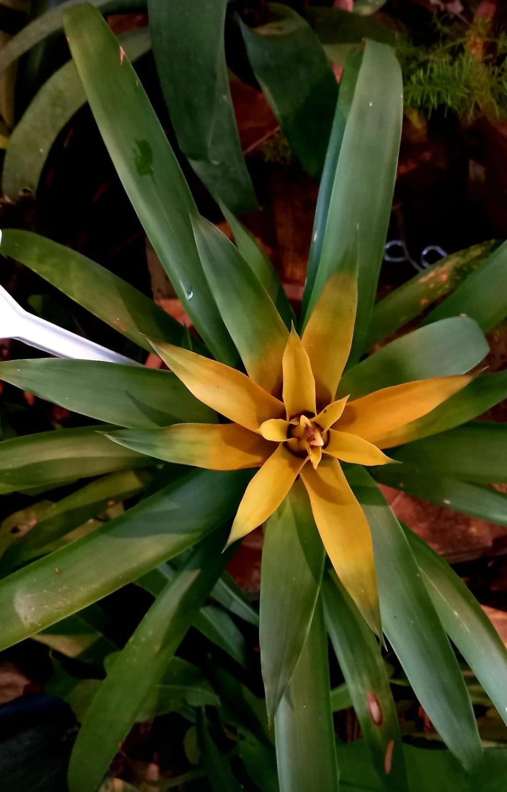 bromelia